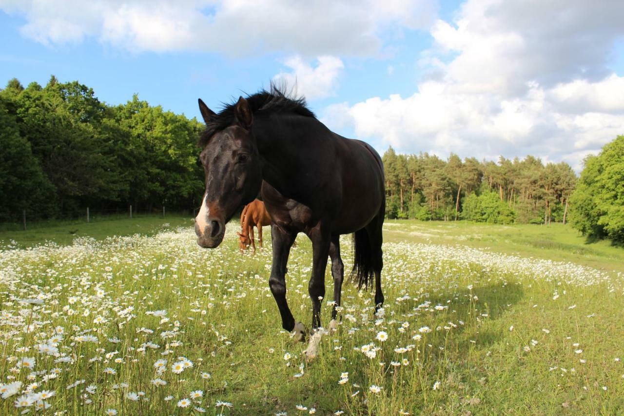 FEWO Reitanlage bei Altefähr Rambin Exterior foto